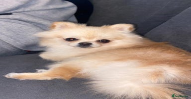 Pomeranian dogs - Advert 8
