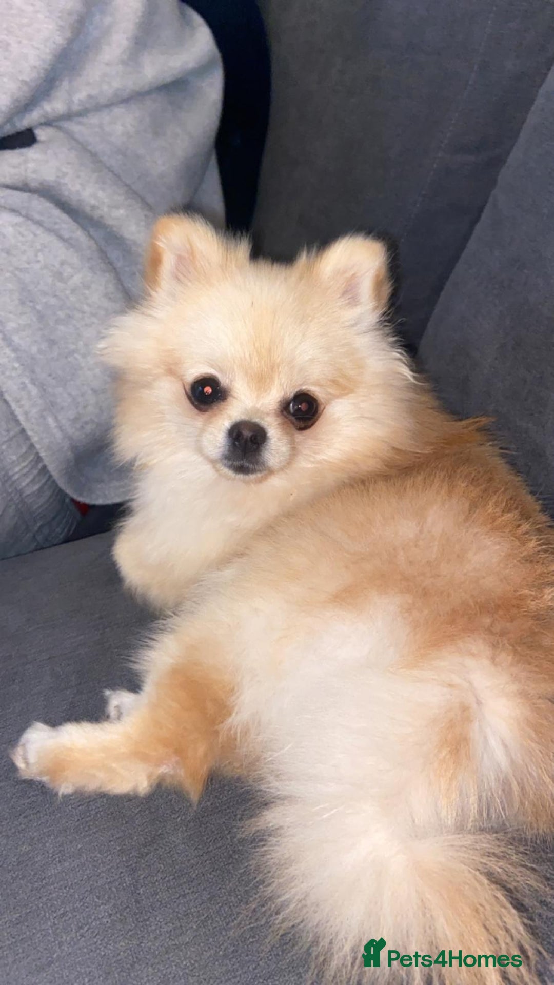 Pomeranian dogs for sale: KC Registered Cream Pomeranian Girl - Image 3