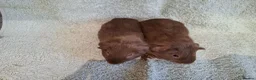 Guinea Pig rodents for sale: Two Lovely Self Caramel Guinea Pig Pet Boars - Advert 3