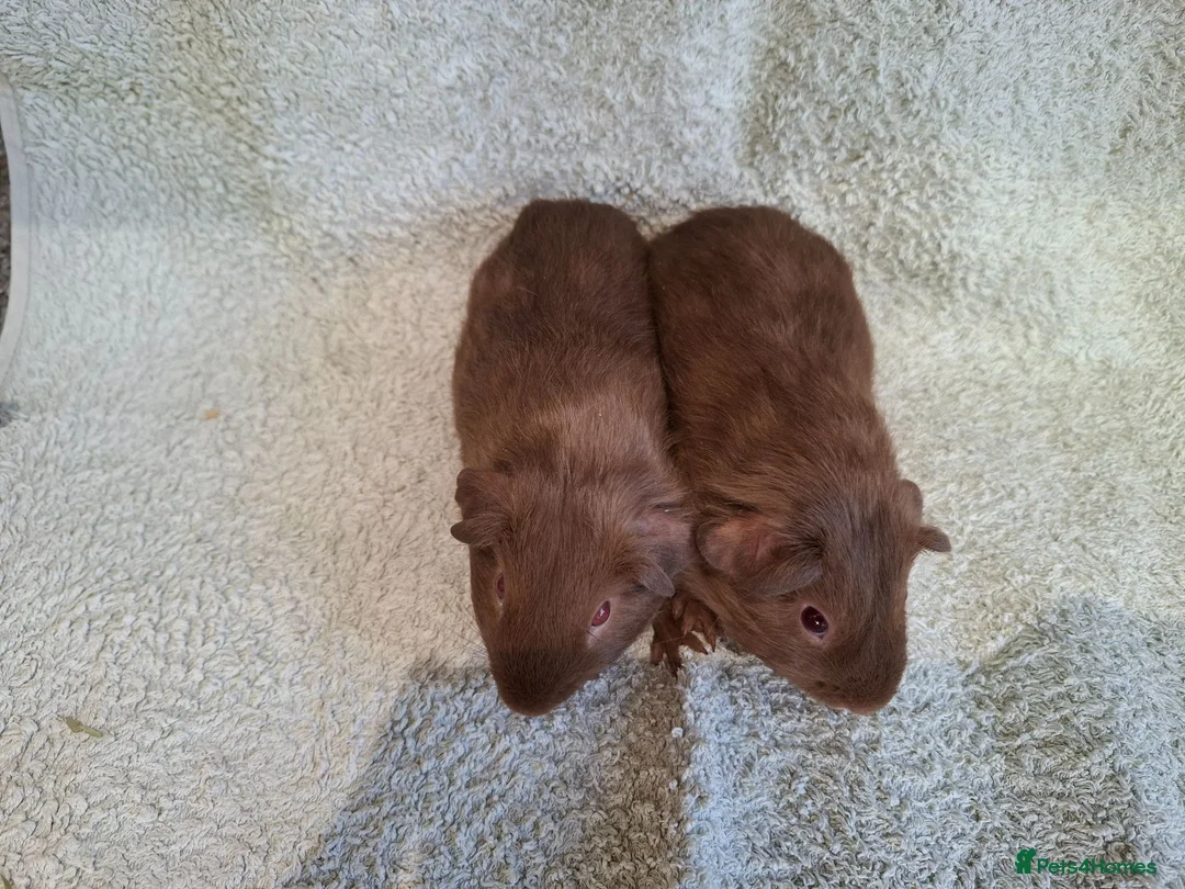 Guinea Pig rodents for sale: Two Lovely Self Caramel Guinea Pig Pet Boars - Advert 3