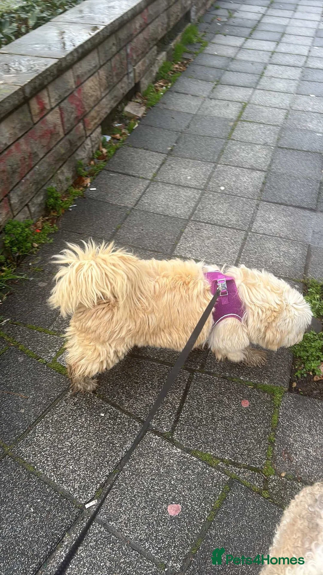 Mixed Breed dogs for adoption: Rescued Moni - 2.5yo Adorable Terrier Mix - Advert 5