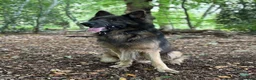 German Shepherd dogs for stud: German Shepherd Stud - Advert 5