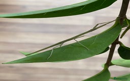 Stick Insects invertebrates for sale: Juvenile Indian Stick Insects (8-10 weeks old) - Image 2