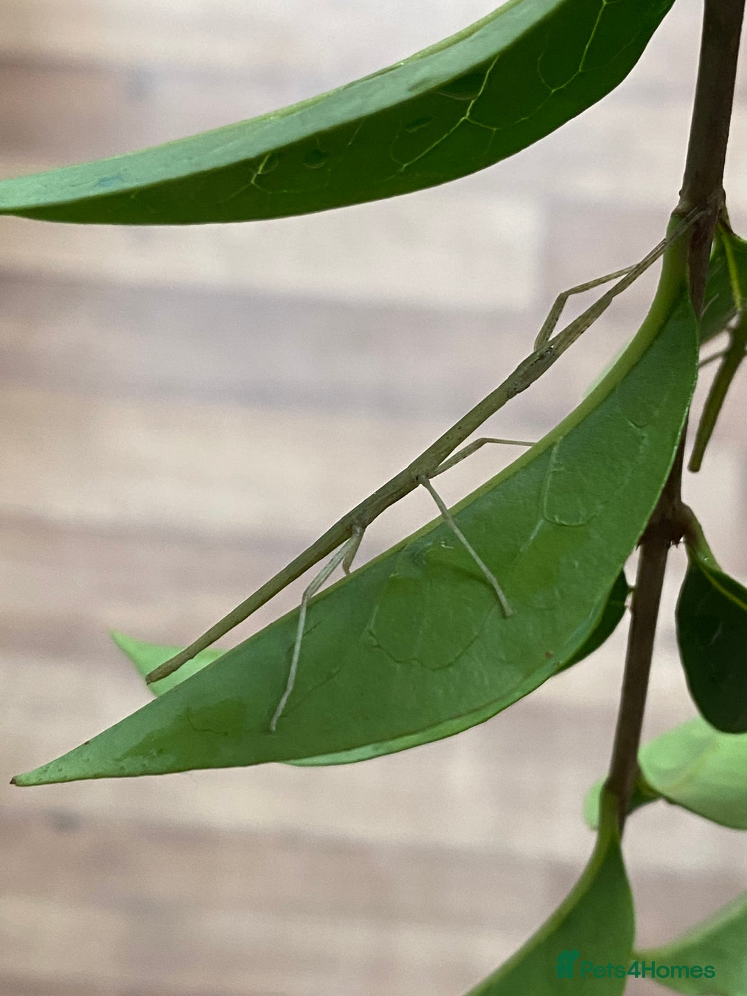 Stick Insects invertebrates for sale: Juvenile Indian Stick Insects (8-10 weeks old) - Image 2