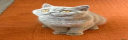 British Shorthair cats for sale: Show Quality pedigree BSH kitten ready to go now! - Advert 3