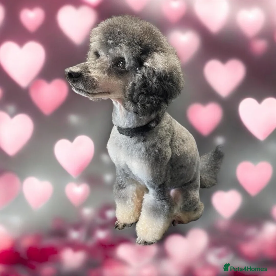 Toy Poodle dogs for stud: Silver Phantom Toy Poodle for stud - Advert 2