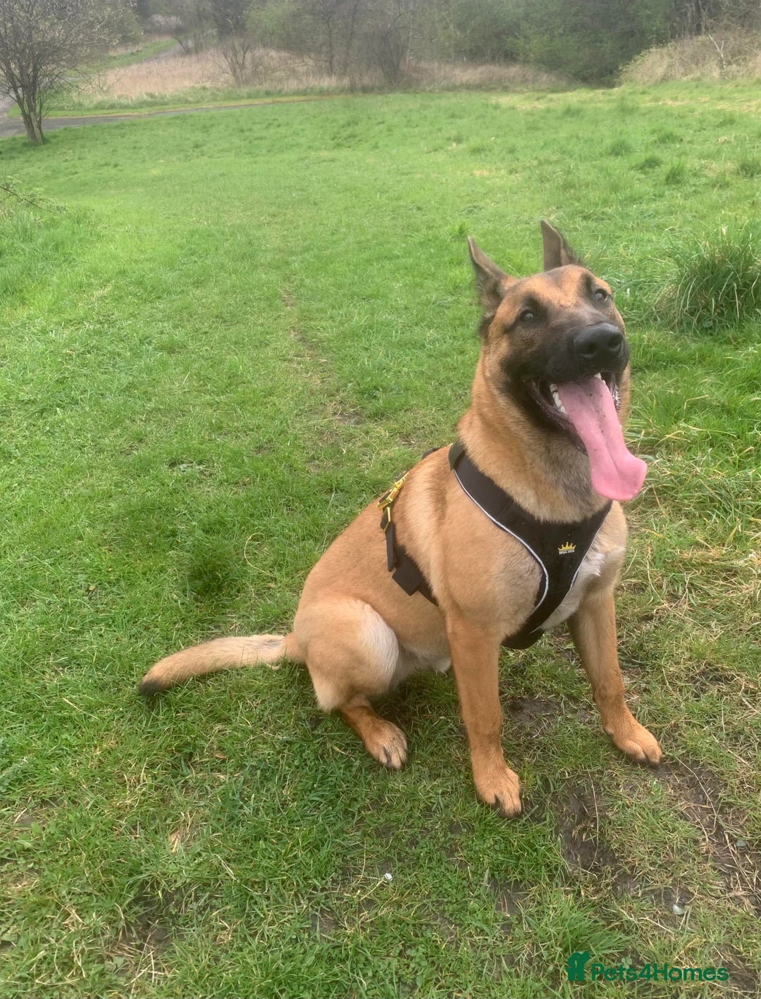 Belgian Shepherd Dog dogs for sale: Belgian Malinois puppy’s  - Image 4