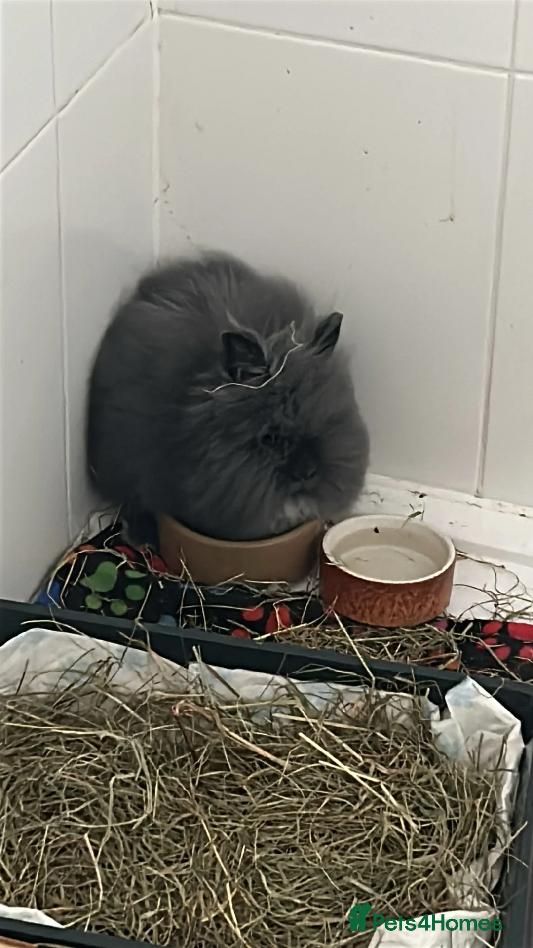 Lionhead rabbits for sale: Lionhead baby rabbit - Advert 5