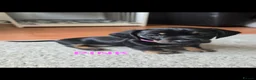 Dachshund dogs for sale: READY TO LEAVE 1 Dachsund Puppy (1 Girl) - Advert 14
