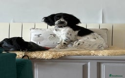 Cocker Spaniel dogs for sale: Working Cocker Spaniel  - Image 13