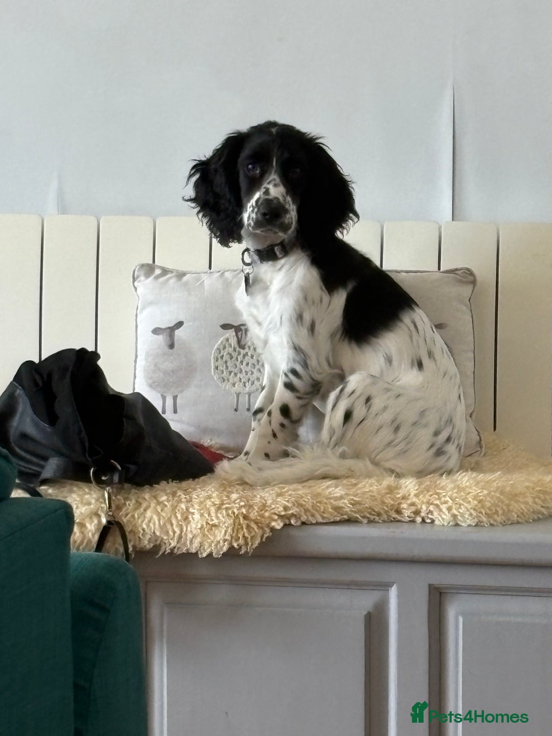 Cocker Spaniel dogs for sale: Working Cocker Spaniel  - Image 13