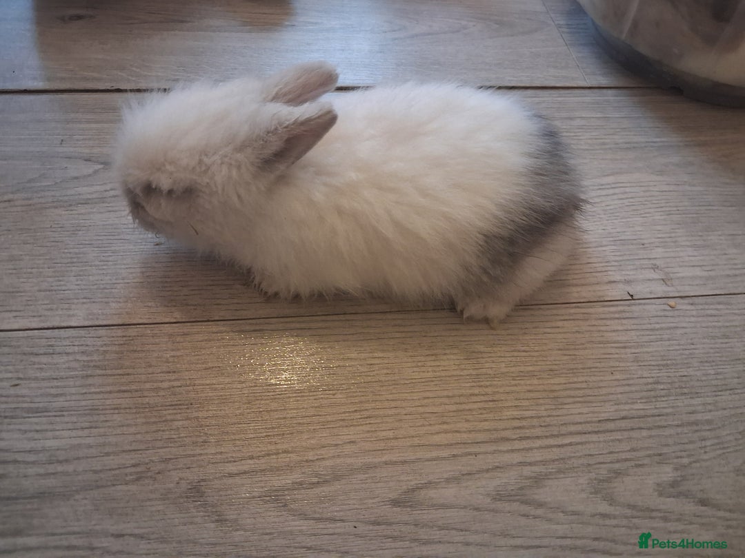 Lionhead rabbits for sale: Lionhead  - Advert 11