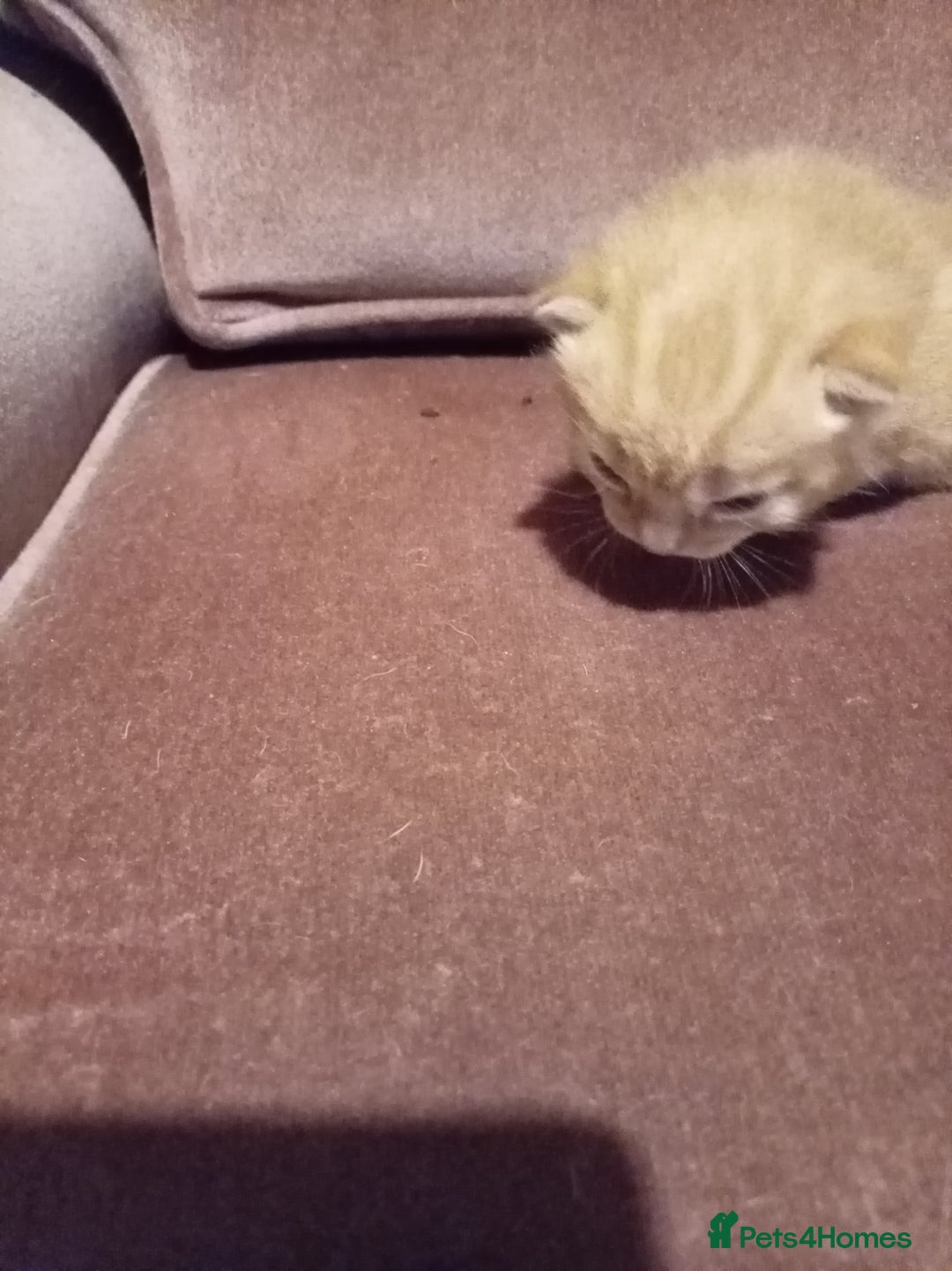 Mixed Breed cats for sale: Four mixed breed British short kittens - Image 7
