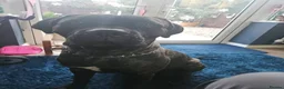 Mixed Breed dogs for sale: Cane corso x American bully puppies - Advert 20