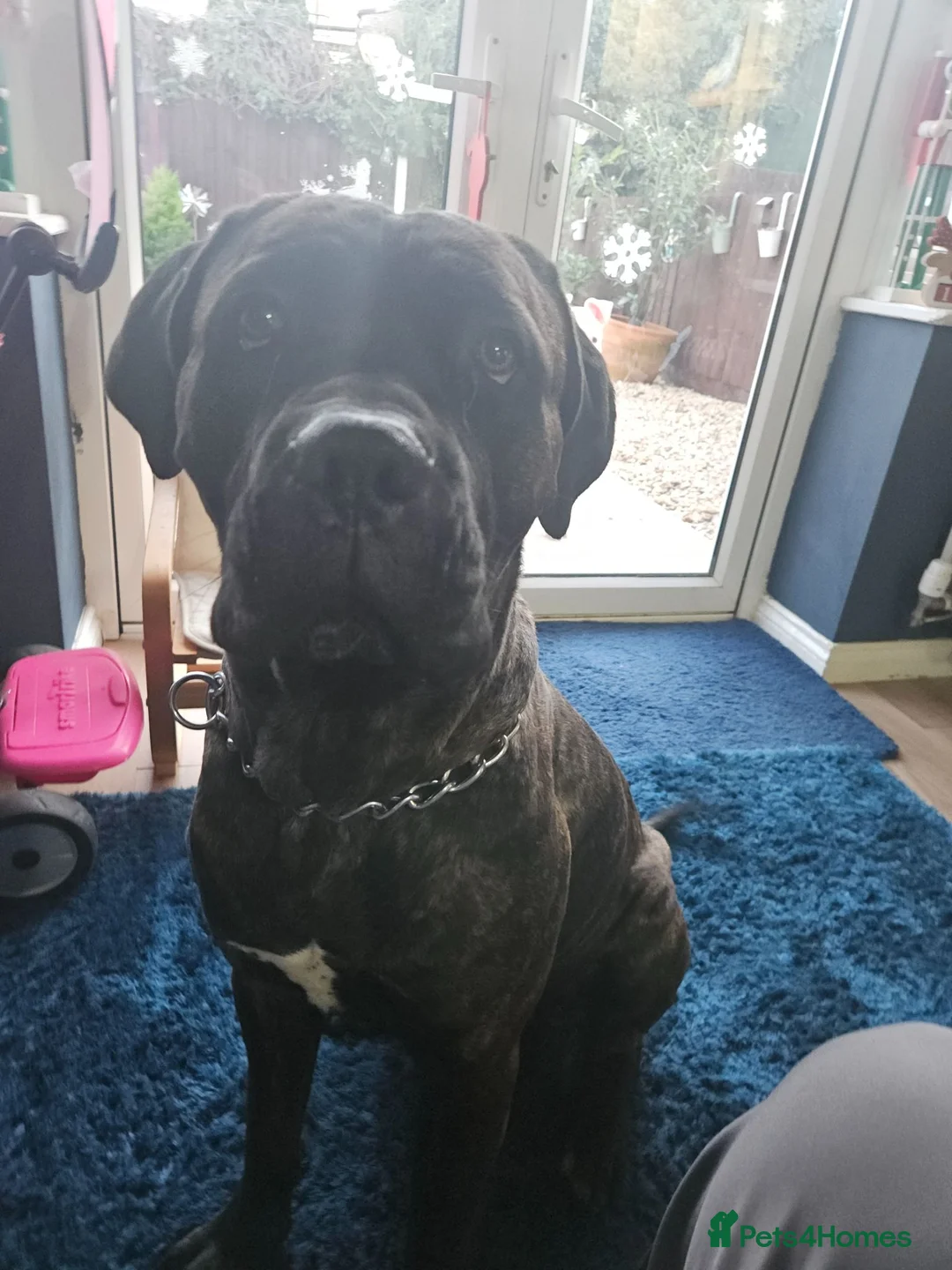 Mixed Breed dogs for sale: Cane corso x American bully puppies - Advert 20
