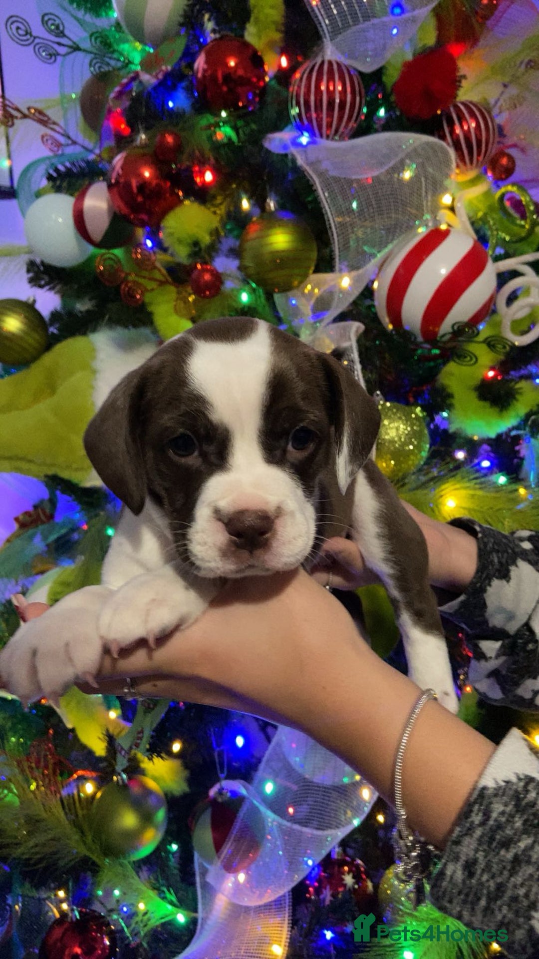 Mixed Breed dogs for sale: Only 2 beautiful girl pups left - Advert 11