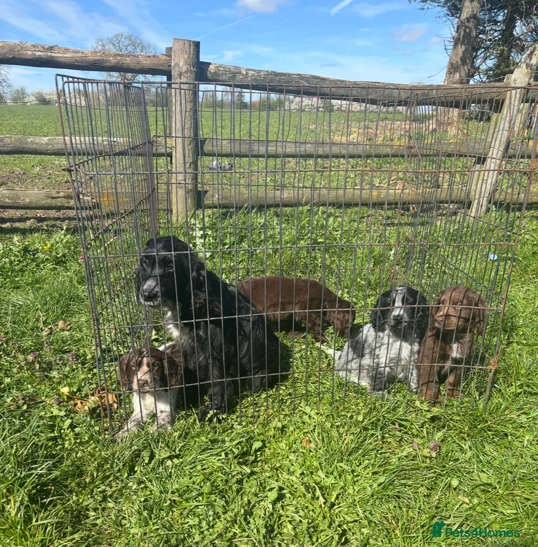 Sprocker dogs for sale: 4 Beautiful Sprocker Spaniel Puppies in Whitchurch - Advert 5