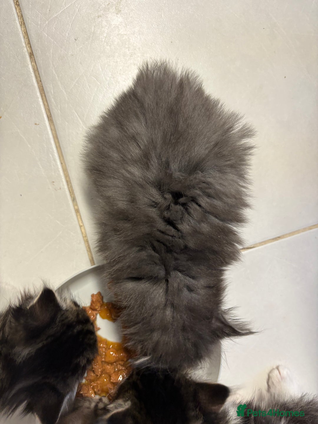 Domestic Shorthair cats for sale: 2 princes an 2 princess kittens  - Image 27