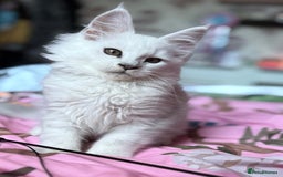 Maine Coon cats for sale: Outstanding TICA reg Shaded Maine Coon Kittens - Image 32