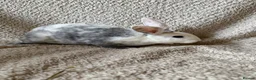 Rex rabbits for sale: Last one! Lovely mini Rex boy  - Advert 2