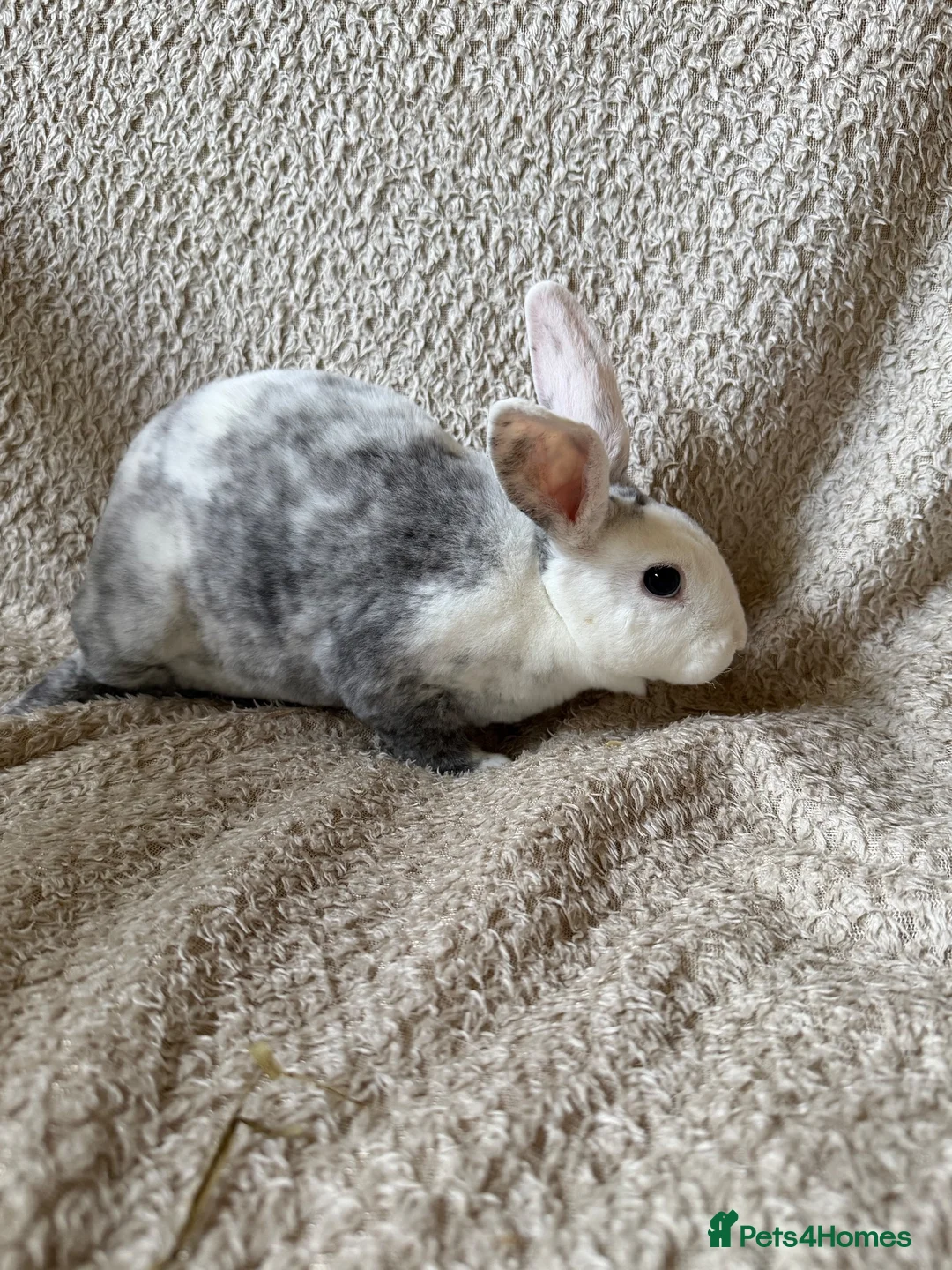 Rex rabbits for sale: Last one! Lovely mini Rex boy  - Advert 2
