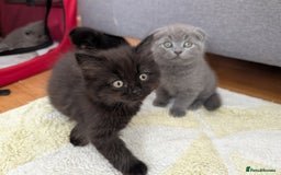 Scottish Fold cats for sale: Beautiful kittens are looking for a new home🥰✨ - Image 5