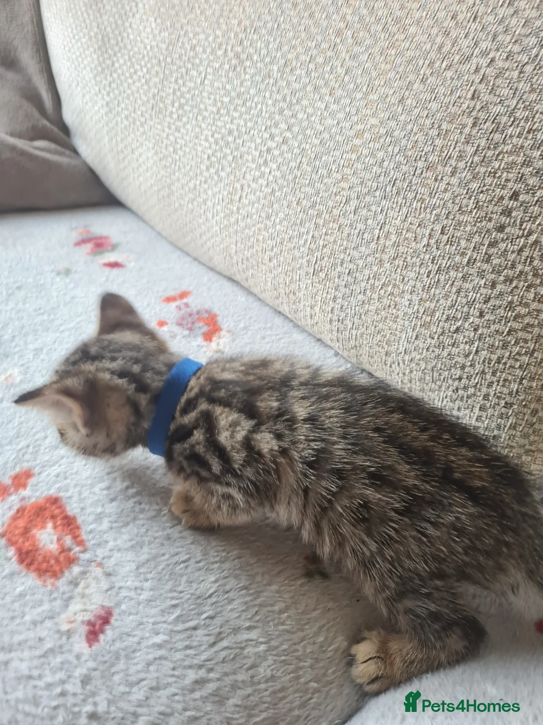 Bengal cats for sale: Kittens x bengal READY TO LEAVE  - Advert 35