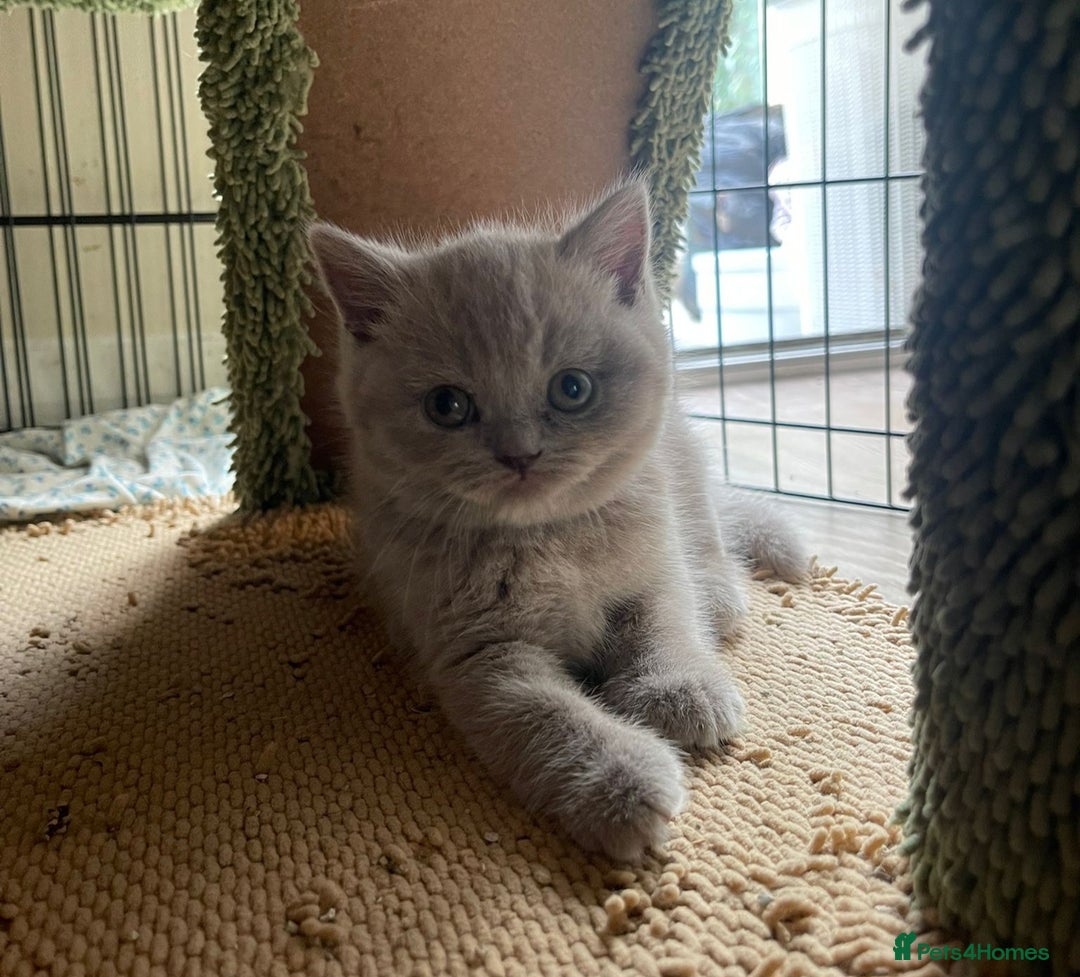 British Shorthair cats for sale: Purebred  British shorthair kittens  - Advert 15