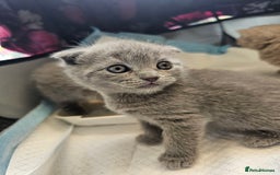 British Shorthair cats for sale: British Shorthair x Scottish Fold - Image 7