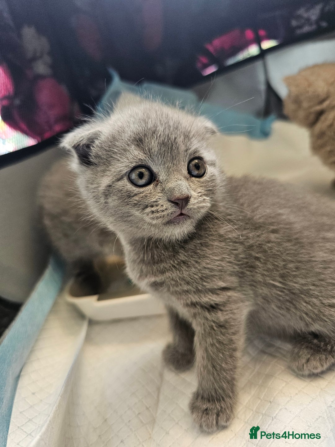 British Shorthair cats for sale: British Shorthair x Scottish Fold - Image 7