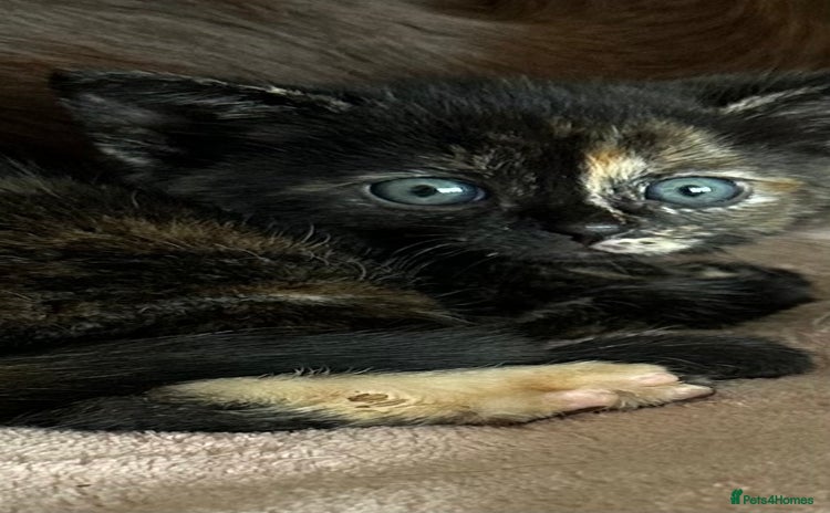 Domestic Shorthair cats - Advert 3