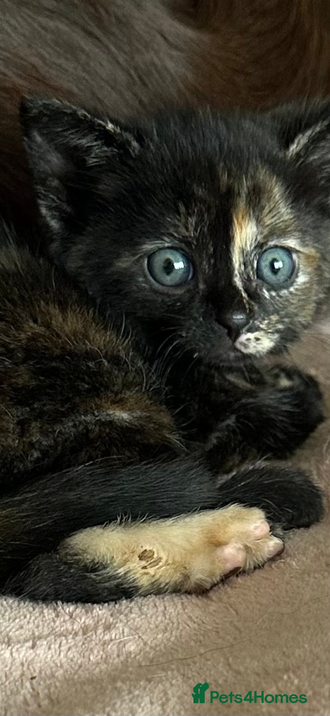 Domestic Shorthair cats for sale: 🐾Sorry….All REHOMED now 🥰 🐾 - Advert 5