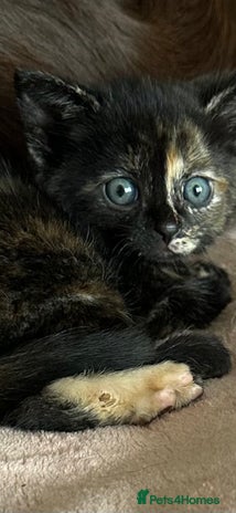 Domestic Shorthair cats - Advert 3