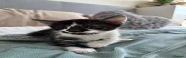 Mixed Breed Kitten 2