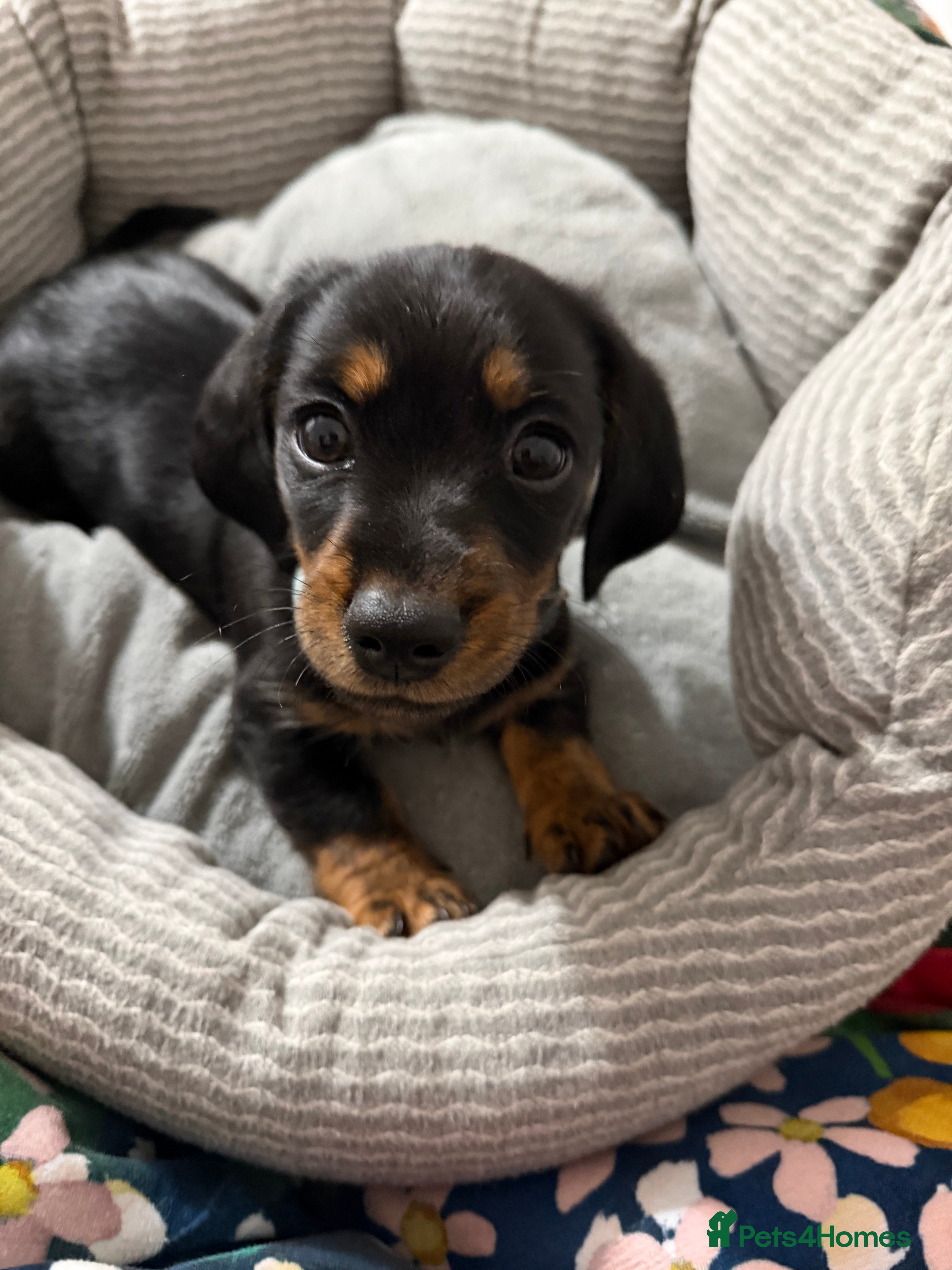 Miniature Dachshund dogs 9 week old mini dachshund  - Advert 1
