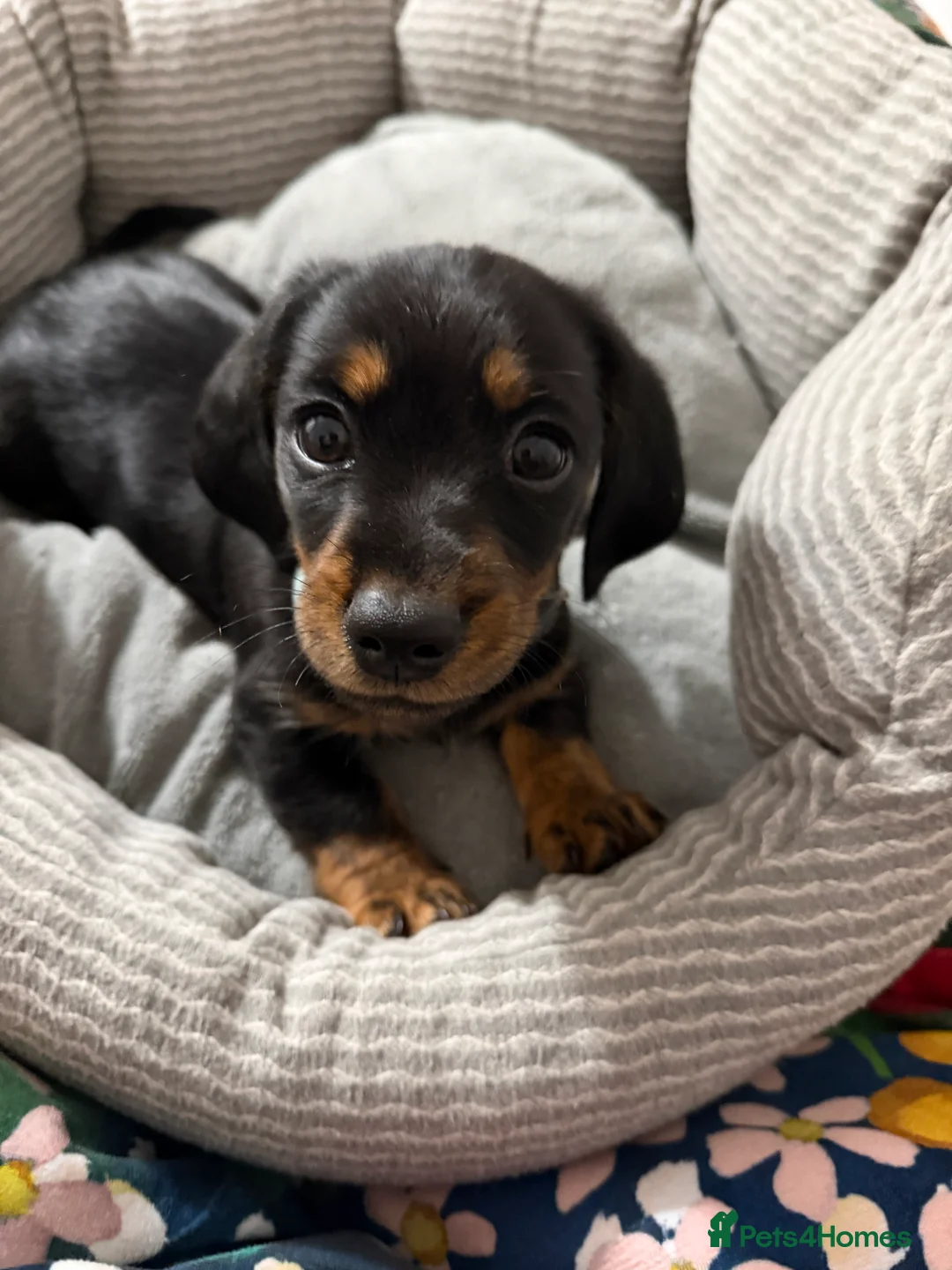 Miniature Dachshund dogs for sale: 9 week old mini dachshund offers welcomed  - Advert 1