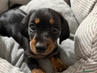 Miniature Dachshund dogs 9 week old mini dachshund - Advert 1