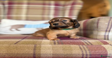 Miniature Dachshund dogs KC LONG HAIRED MINIATURE DACHSHUNDS🤍 - Advert 6