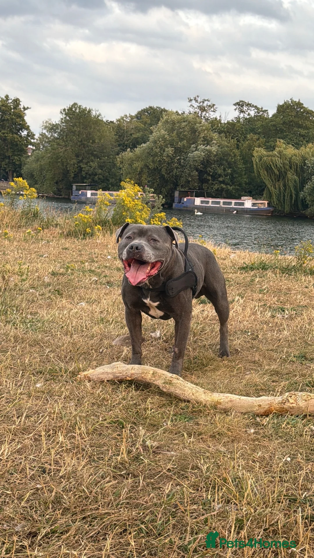 Staffordshire Bull Terrier dogs for stud: Beautiful Male Dog for study in Slough - Advert 2