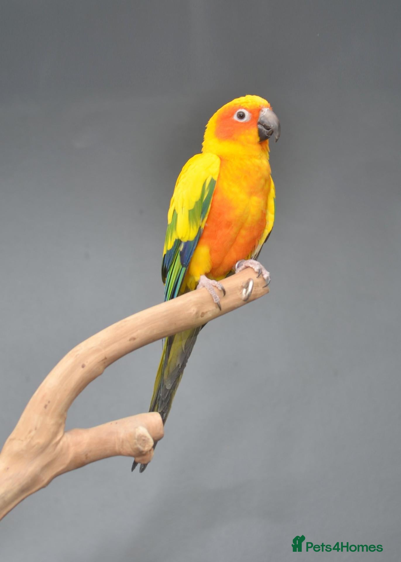 Parrots birds Baby Sun Conures for sale  - Advert 10