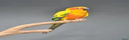 Parrots birds for sale: Baby Sun Conures for sale  - Advert 1