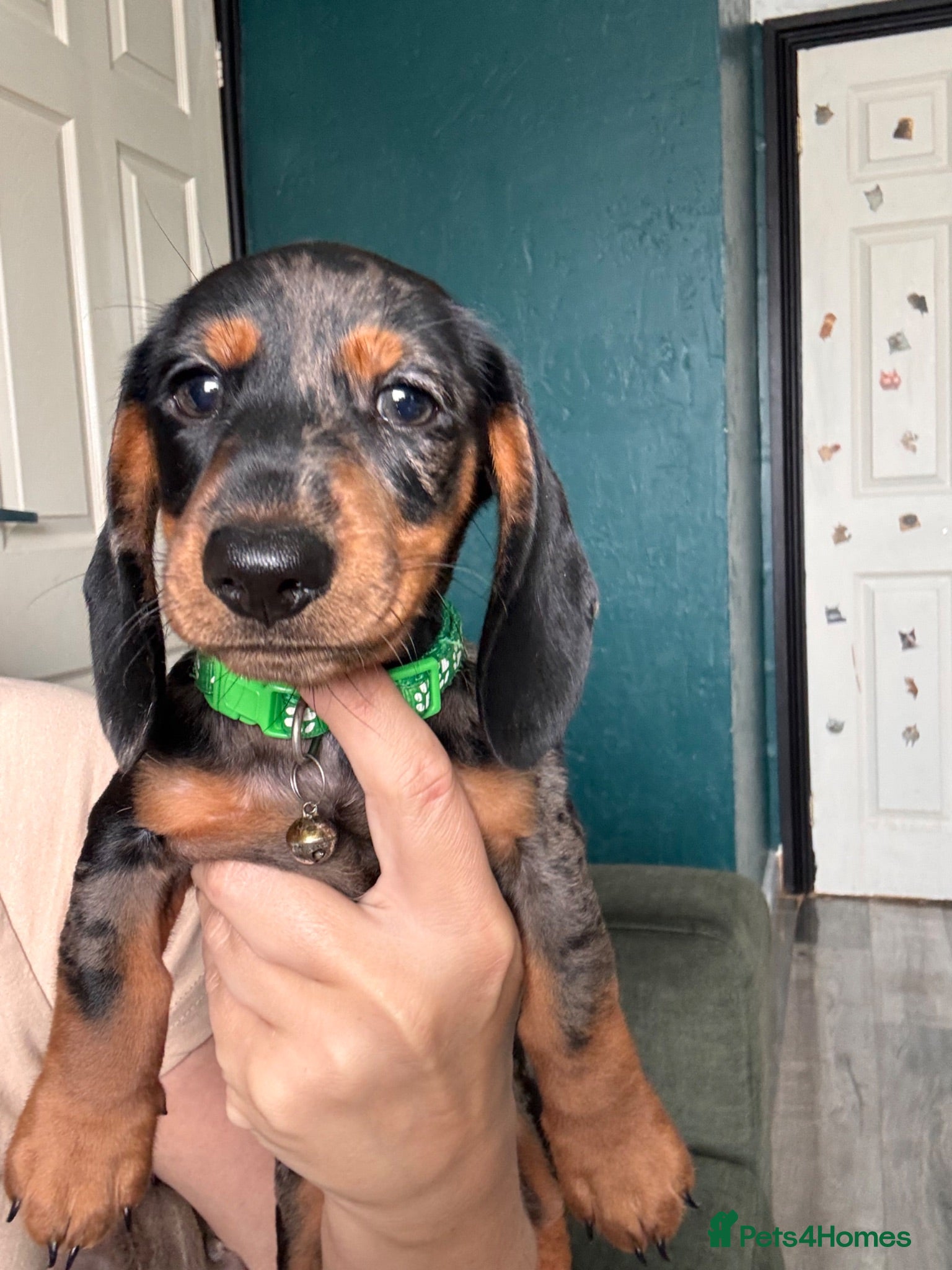 Miniature Dachshund dogs 1 cute miniature dachshund boy available  - Advert 1