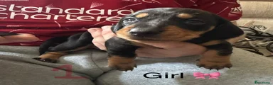 Miniature Dachshund 4