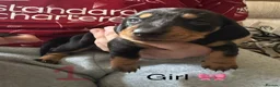 Miniature Dachshund dogs for sale: 7 stunning miniature dachshunds (sausage dog) in Warrington - Advert 3