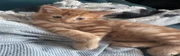 Domestic Shorthair cats for sale: 3 Adorable Kittens Looking for Their Forever Homes - Advert 6