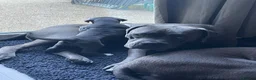 Cane Corso dogs for sale: Pure Cane Corso puppies - Advert 6