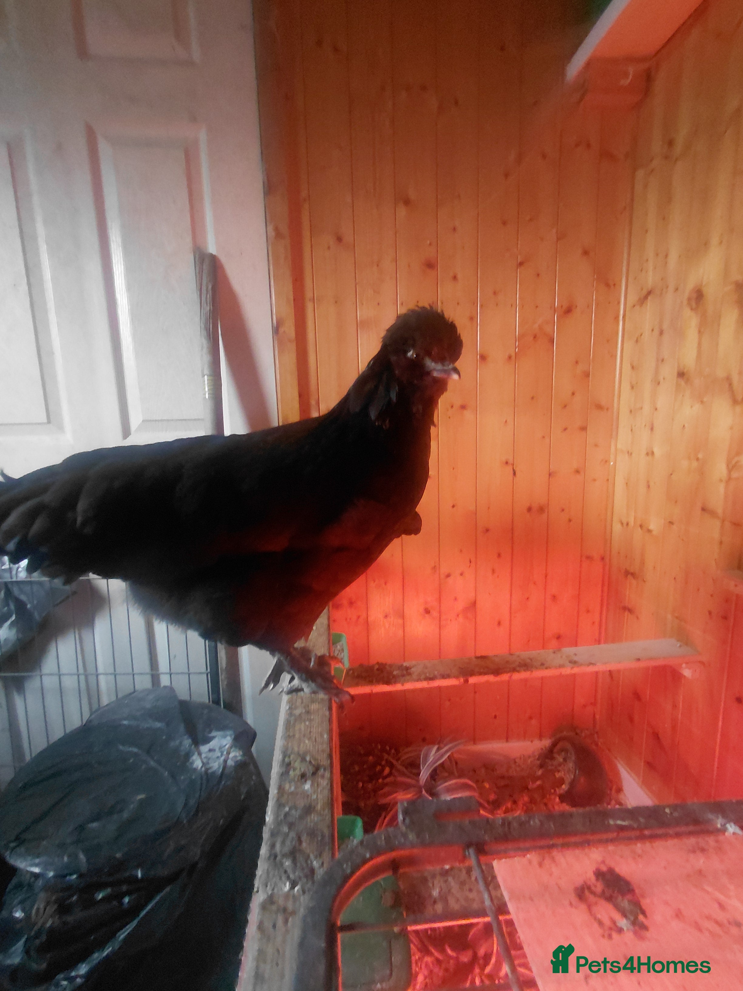 Mixed Breed birds 2 pullets and a cockerel  - Advert 10