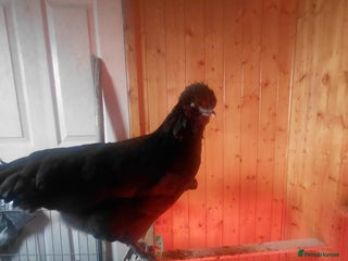 Mixed Breed birds 2 pullets and a cockerel - Advert 3