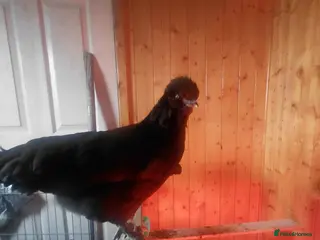 Mixed Breed birds 2 pullets and a cockerel - Advert 11