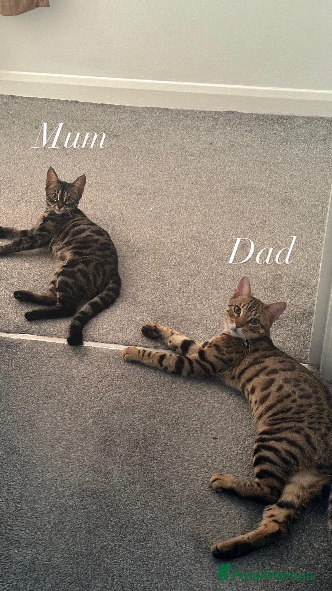 Bengal cats for sale: Last 2 bengal kittens - Advert 2